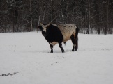 getImage (28)